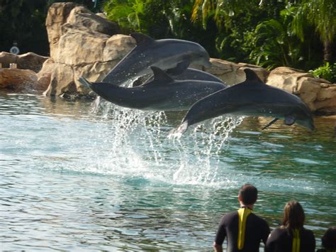 discovery cove swimming with the dolphins absolutely love this place