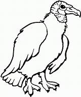 Vulture Zopilote Buitre Avvoltoio Colorare Buitres Americano Disegni Immagini Aves sketch template