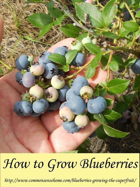 growing blueberries  tips   home garden grow blueberries