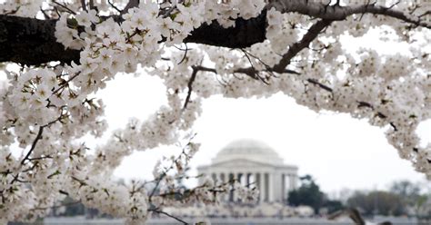 Mark Your Calendar For National Cherry Blossom Festival