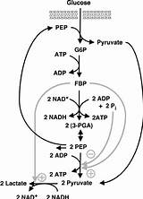 Glycolysis Lactis Pathway Represents Metabolic Vertix Metabolite Flux sketch template