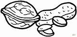 Peanut Nuci Amendoim Colorat Noz Walnuss Clipart Noci Desene Walnut Nozes Pistazien Erdnuss Colorare Pistachio Pistache Colouring Frutos Secos Pampekids sketch template