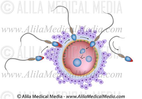 Fertilisation And Polyspermy Block Alila Medical Images