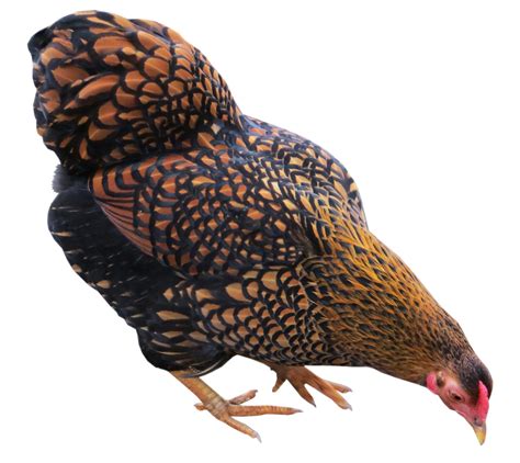zwerg wyandotten eddelstorfer charming chickens webseite