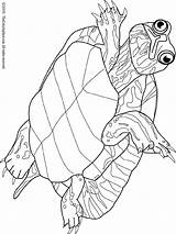 Turtle Coloring sketch template