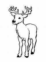 Deer Coloring Pages Printable Whitetail Buck Skull Drawings Clipart Mule Cliparts Tailed Kids Color Print Animals Library Doe Wild Cp sketch template