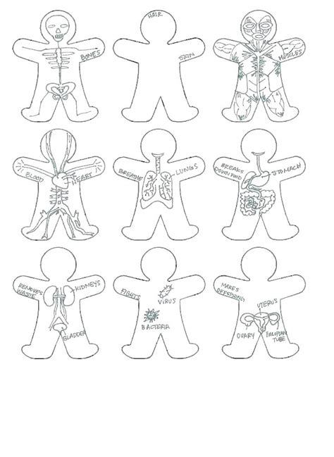 skeletal system coloring pages  getcoloringscom  printable