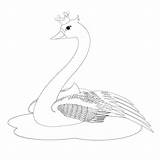 Swan Coloring Trumpeter Di Printable Pages sketch template