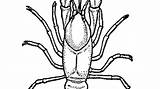 Crayfish Drawing Crawfish Coloring Diagram Unlabeled Getdrawings Crawdad Paintingvalley Template sketch template