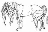 Horse Coloring Arabian Pages Lineart Drawing Large Artist sketch template