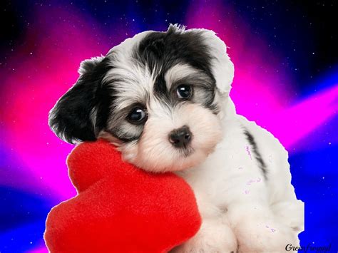 puppy love image id  image abyss