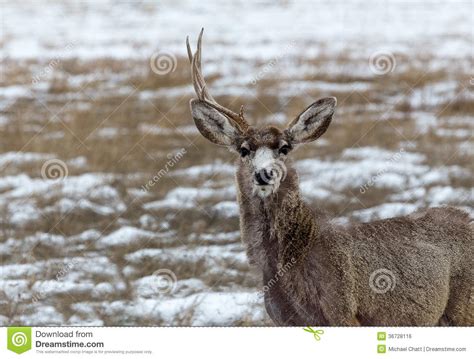 antlered deer stock photo image  mammal rocky