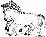 Zebra Zebre Cavalo Mewarnai Hewan Gambarcoloring Terbaru Sketsa Kartun Tren Menggambar Wikihow Berjudul Tudodesenhos sketch template