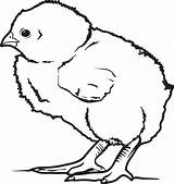 Chick Coloring Baby Printable Chicken Drawing Pages Realistic Kids Little Chicks Colouring Animals Getdrawings Gem sketch template