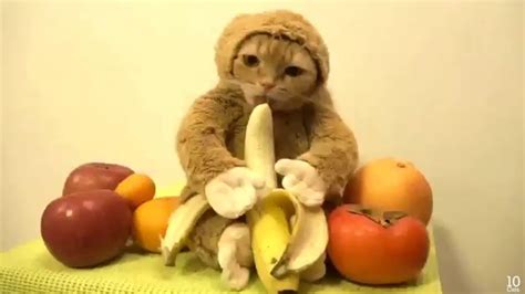 gato disfrazado de mono gato mono 2016 youtube