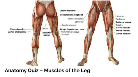Leg Muscle Group Singles And Sex