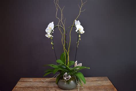 peaceful orchid  design