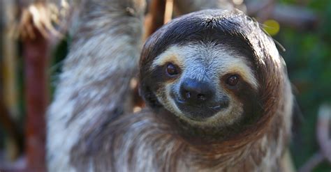 dreaming  spending  night  sloths  conservation center offers sleepovers