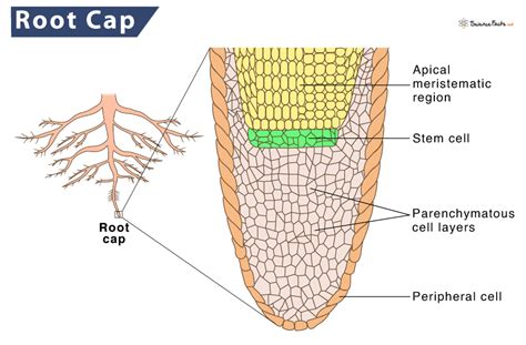 root cap definition structure function diagram
