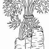 Root Vegetables Coloring sketch template