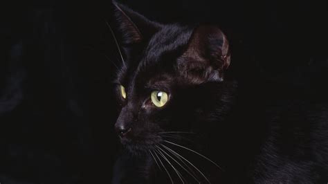 black cat   dark hd wallpaper
