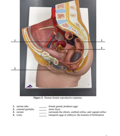 Female Anatomy Diagram External Anatomy Drawing Diagram