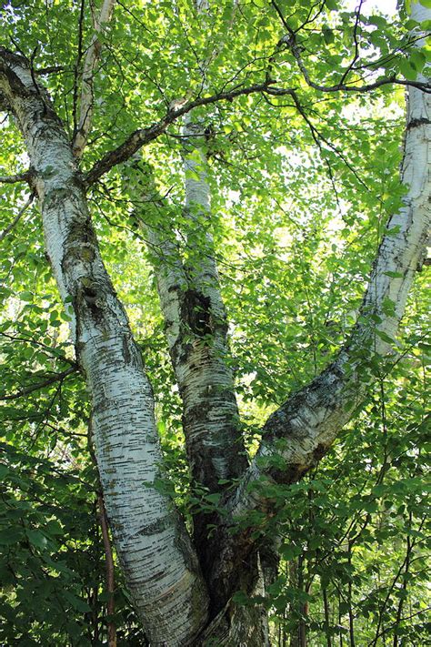 birch tree branches photograph  jim sauchyn