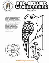 Bellied Woodpecker sketch template