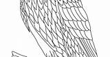 Wedge Eagle Colouring sketch template