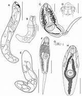 Trematodes Larval Mature Cercaria Redia Immature sketch template