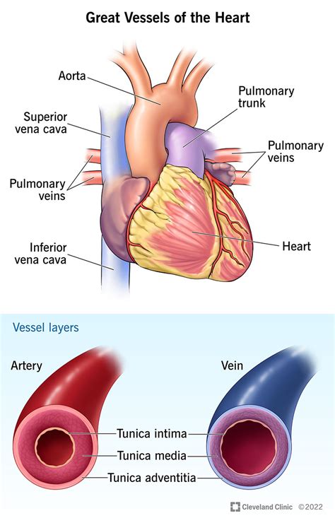 pumping action   heart   heart works pumps blood   human
