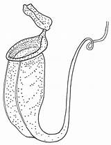 Plant Carnivorous Plants Coloring Clipart Pitcher Nepenthes Bladderwort Drawings Utricularia Designlooter Nutrition Clipground 1024px 93kb Dear Tree sketch template