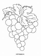 Coloring Grapes Grape Vineyard Color Pages Drawing Getcolorings Leaf sketch template