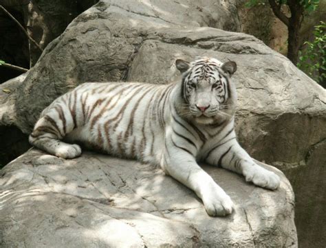 white tiger animal wildlife