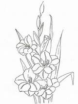 Gladiolus Coloring Pages Flower Print sketch template