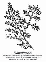 Wormwood Armoise Commune Plante Medicinal Dessinée Cru Médicinale Absinthe Animés Icônes Dessins Croquis Vectorielle sketch template
