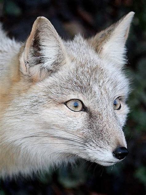 image result  corsac fox