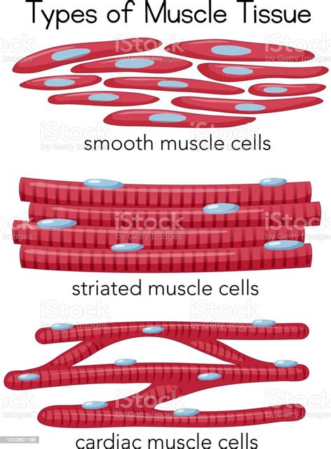 types of muscle tissue stock illustration download image now istock