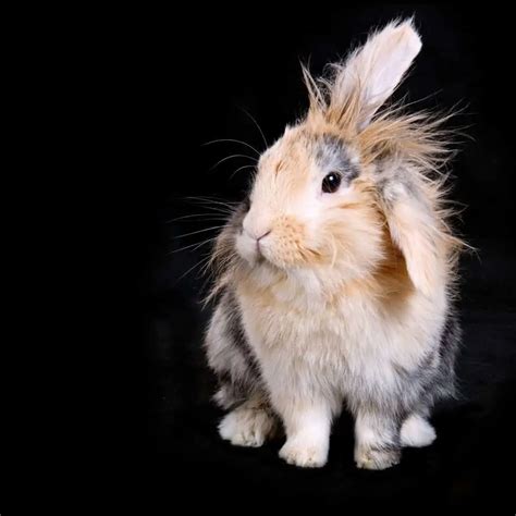 lionhead rabbit breed guide  care tips