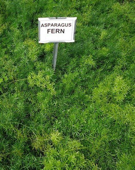 grow asparagus ferns indoors  outdoors asparagus fern