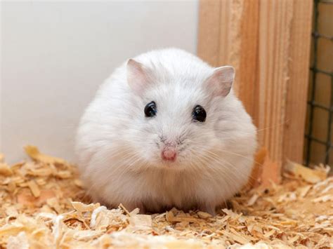 pet hamsters bite  tips    hamster stop biting vivo pets