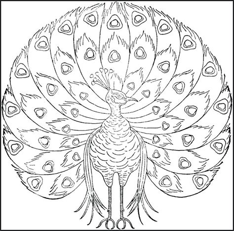 printable peacock coloring pages  getcoloringscom