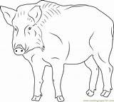 Boar Coloring Looking Pages Kids Coloringpages101 Color sketch template