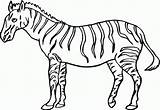 Coloring Zebra Pages Kids Printable Animals Grassland Sheet Crossing Colouring Color Print Animal Template Pdf Sketch Bestcoloringpagesforkids Popular Coloringhome sketch template