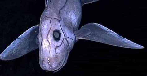 scariest deep sea creatures ranked   horrifying