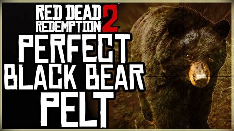 how to get a perfect black bear pelt red dead redemption 2 pristine black bear hunt youtube