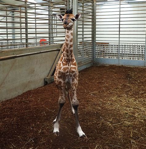 beekse bergen heeft er een nubische baby giraffe bij foto ednl
