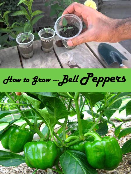 grow bell pepper   garden