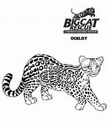 Coloring Ocelot Big Cat Pages Cats Getcolorings Color Print Printable Getdrawings sketch template