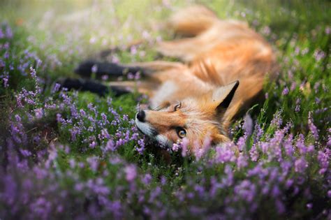 fox purple flower wildlife wallpaper resolutionx id wallhacom